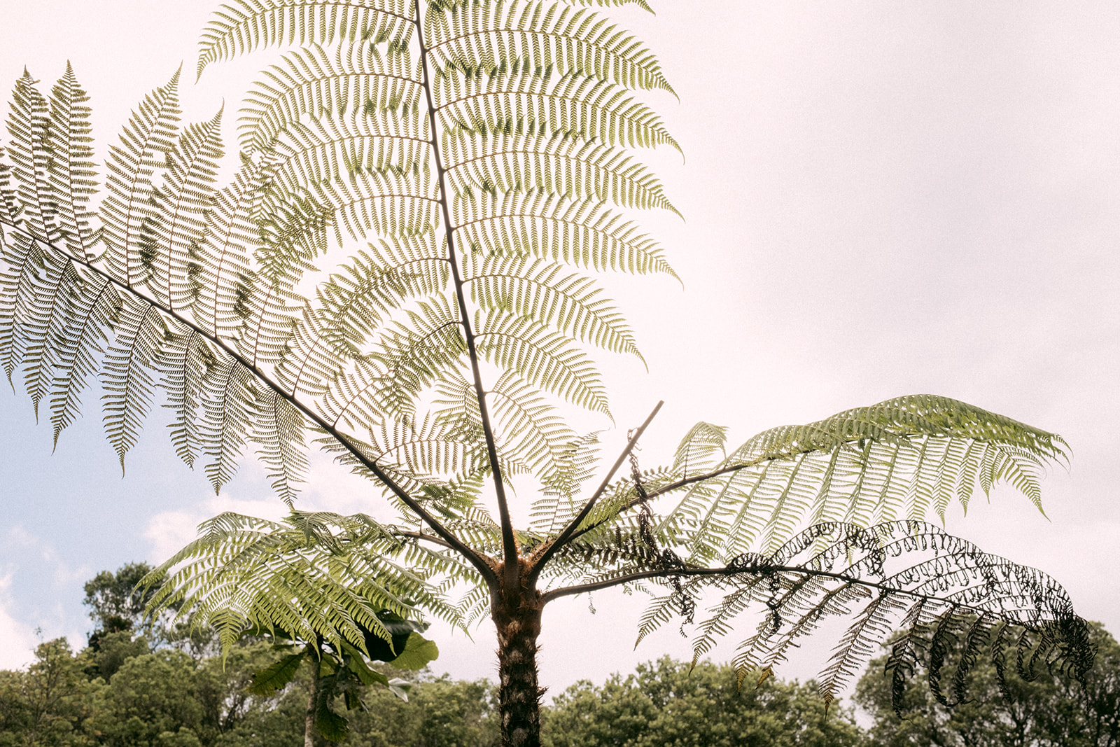 fern in Costa Rica