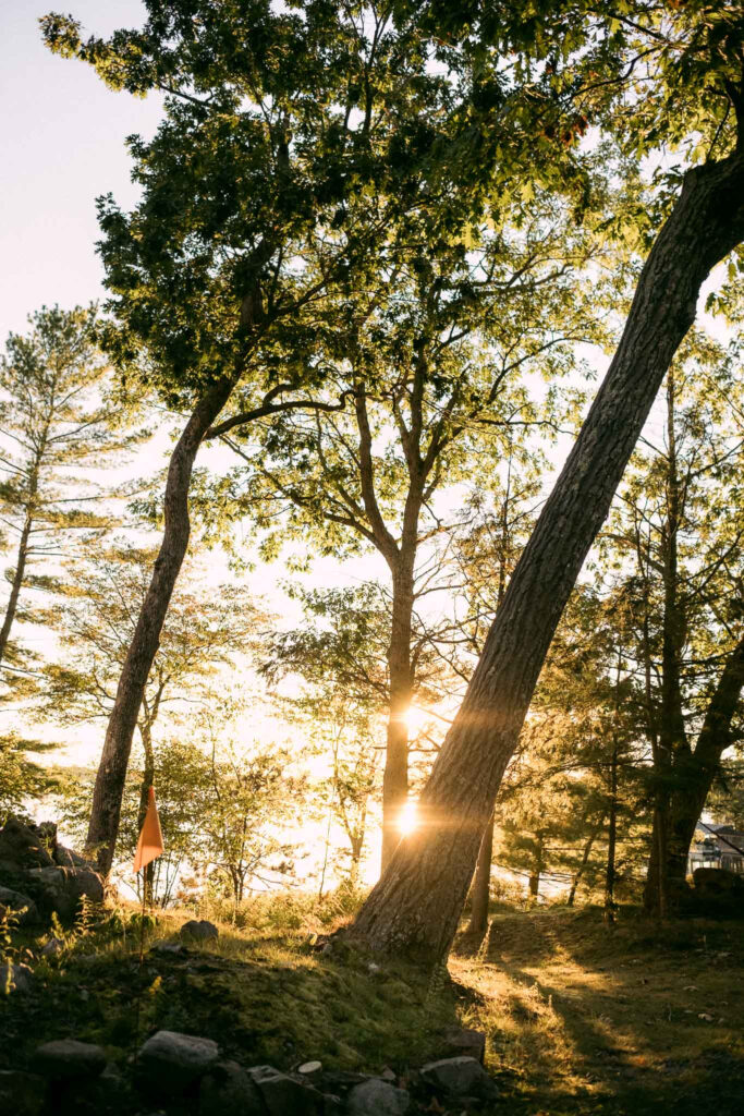 the sun behind a tree